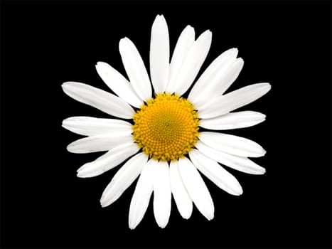 Beauty white nature chamomile flower isolated