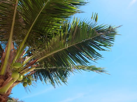 Clusters of coconuts hanging on palm tree with blue sky in Thailand