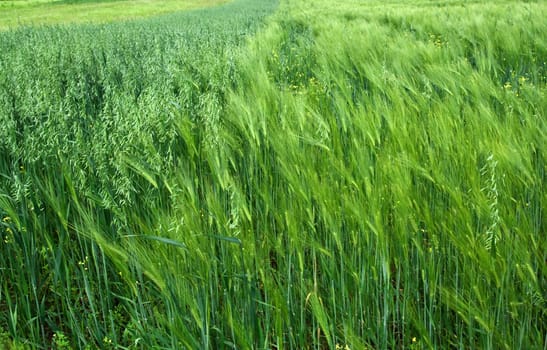 Green ears of an oats and barley