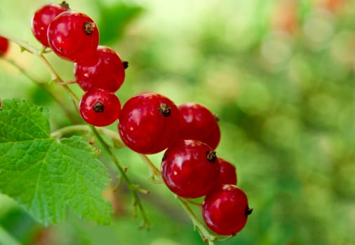 Red currant