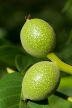 Green walnut