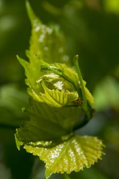 Green leaves of grapes