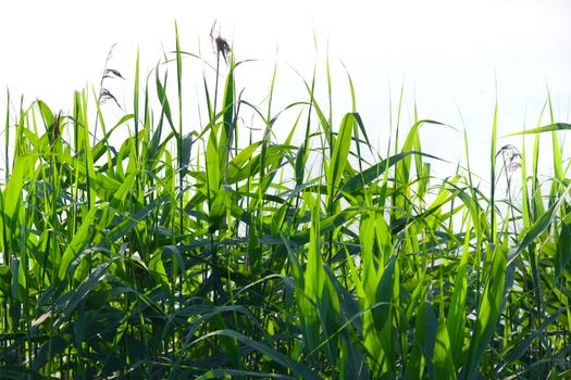 Long bog green grass