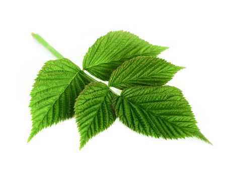 leaf raspberry isolated on a white