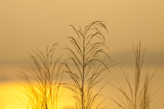 Sunset grasses