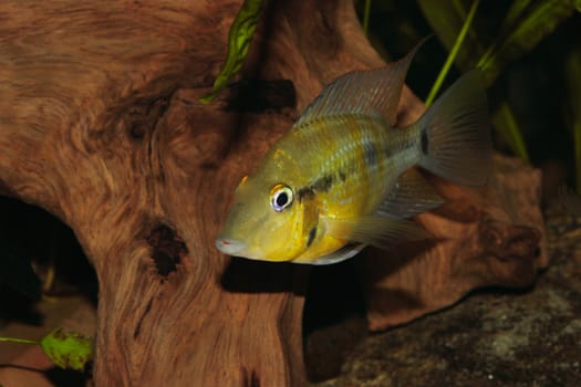Yellow Fire Mouth (Thorichthys passionis) - Male 
