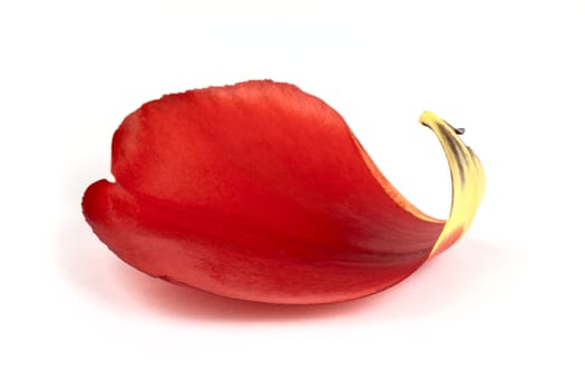 Red petal of tulip isolated on white background