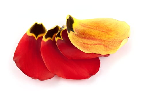 Red and yellow petals of tulip isolated on white background