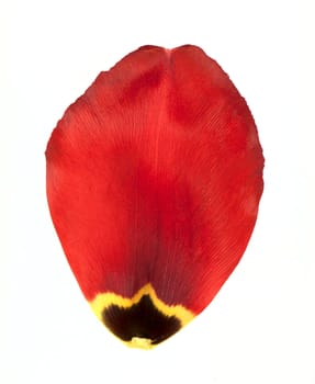 Red petal of tulip isolated on white background