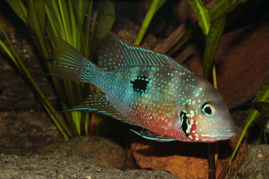 Mexican Fire Mouth (Thorichthys ellioti) - Male with some juveniles