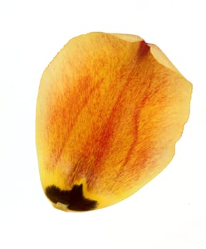 Yellow petal of tulip isolated on white background