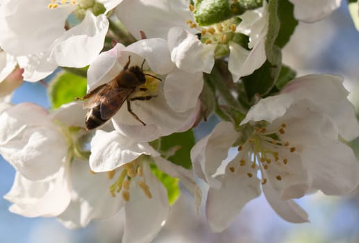 Apple blossom