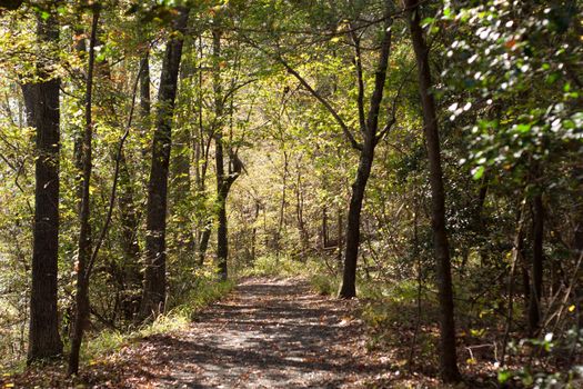 Path that runs along the edge of the Catawba River at Landsford Canal.