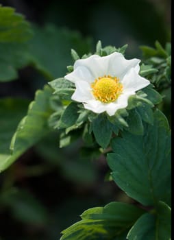 Strawberry blossom with leaves