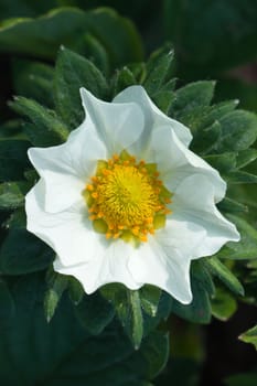 Strawberry blossom with leaves