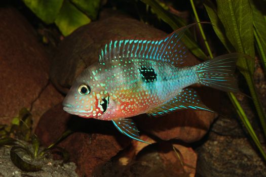 Mexican Fire Mouth (Thorichthys ellioti) - Male 