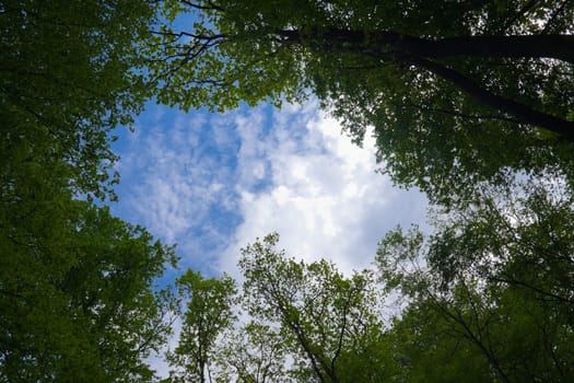 Forest and sky