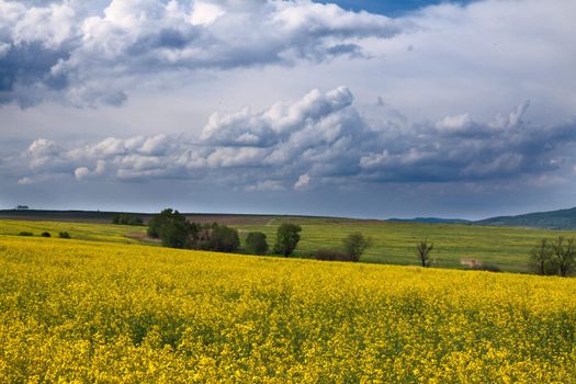 Field with yellow rape