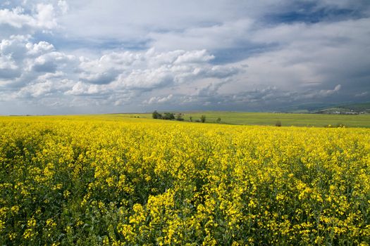 Field with yellow rape