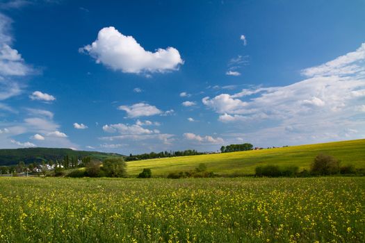 Field with yellow rape