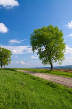 Trees and field with rape