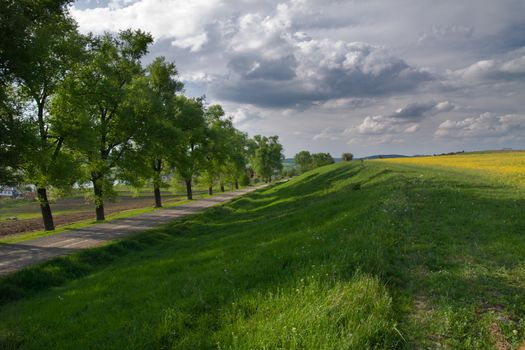 Trees and field with rape