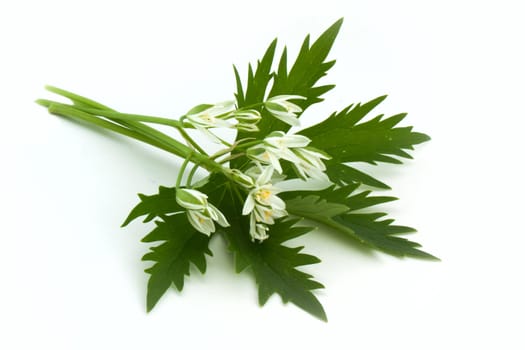 White flower on leaf isolated