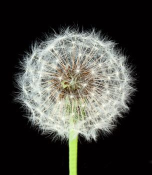 Dandelion seeds on black background
