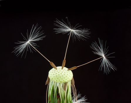 Dandelion seeds on black background
