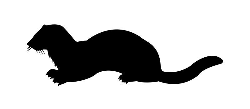 vector silhouette of the marten on white background