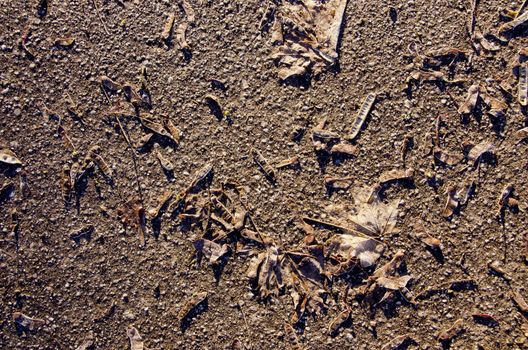 Closeup of maple leaves and seeds on asphalt sunlight backdrop ??background