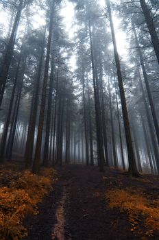 Image of the conifer forest early in the morning - early morning fog