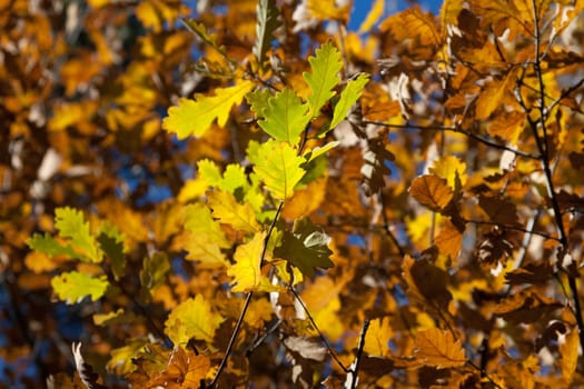 Autumn season nature color oak tree leaf background