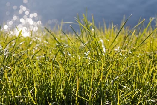 Green nature grass plant outdoor growth background