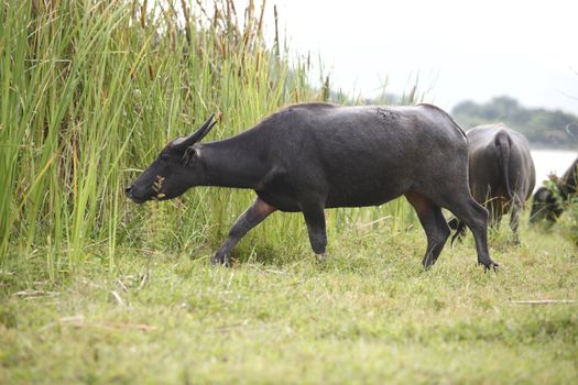 Thai buffalo in grass field near Bangkok, Thailand. 