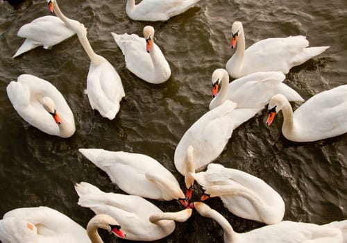 Flock of swans on the water