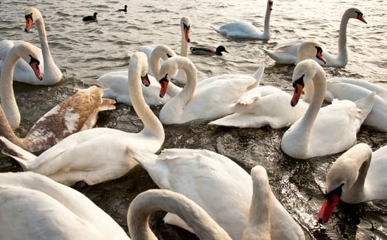 Flock of swans on the water