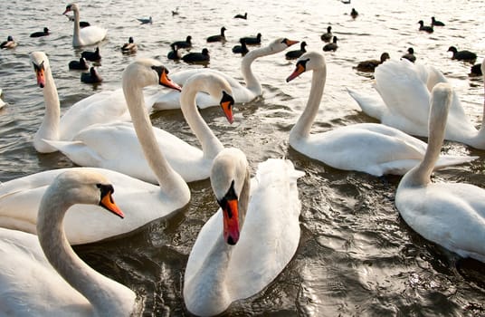 Flock of swans on the water