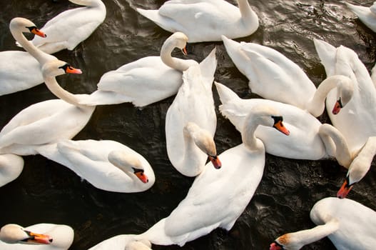 Flock of swans on the water