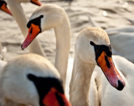 Flock of swans on the water