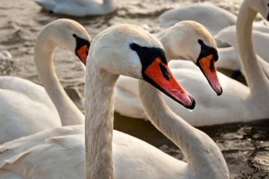 Flock of swans on the water
