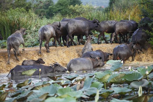 Thai buffalo in grass field near Bangkok, Thailand. 