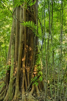 Tree trunk and jungle surroundings, Childrens Eternal Rain Forest Reserve, Monteverde Area, Costa Rica.