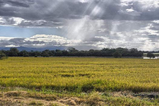 Amazing beams of sunlight on crops, just outside of Palo Verde National Park, Costa Rica.