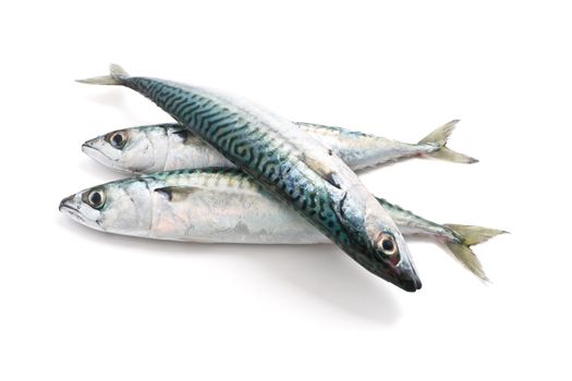 three fresh mackerel fish over white background