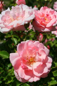 Pink rose flowers on a sunny day.
