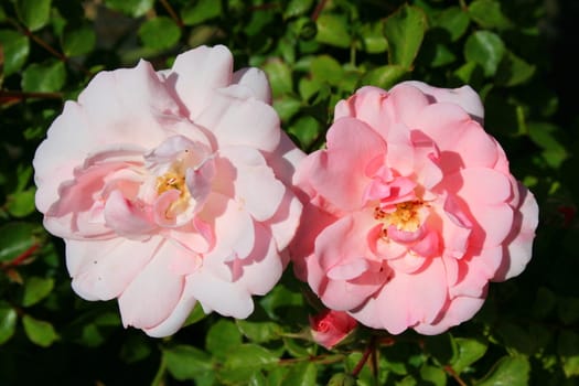 Pink rose flowers on a sunny day.
