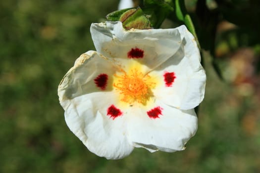 Primrose flower close up on a sunny day.
