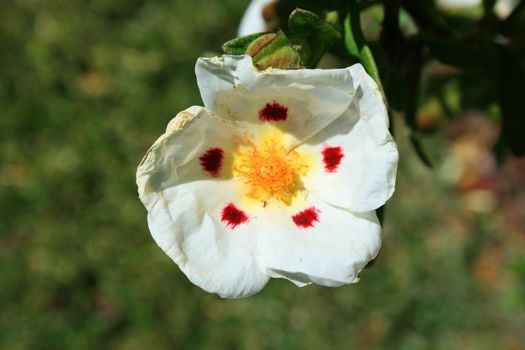 Primrose flower close up on a sunny day.
