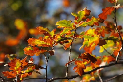 beautiful autumn foliage